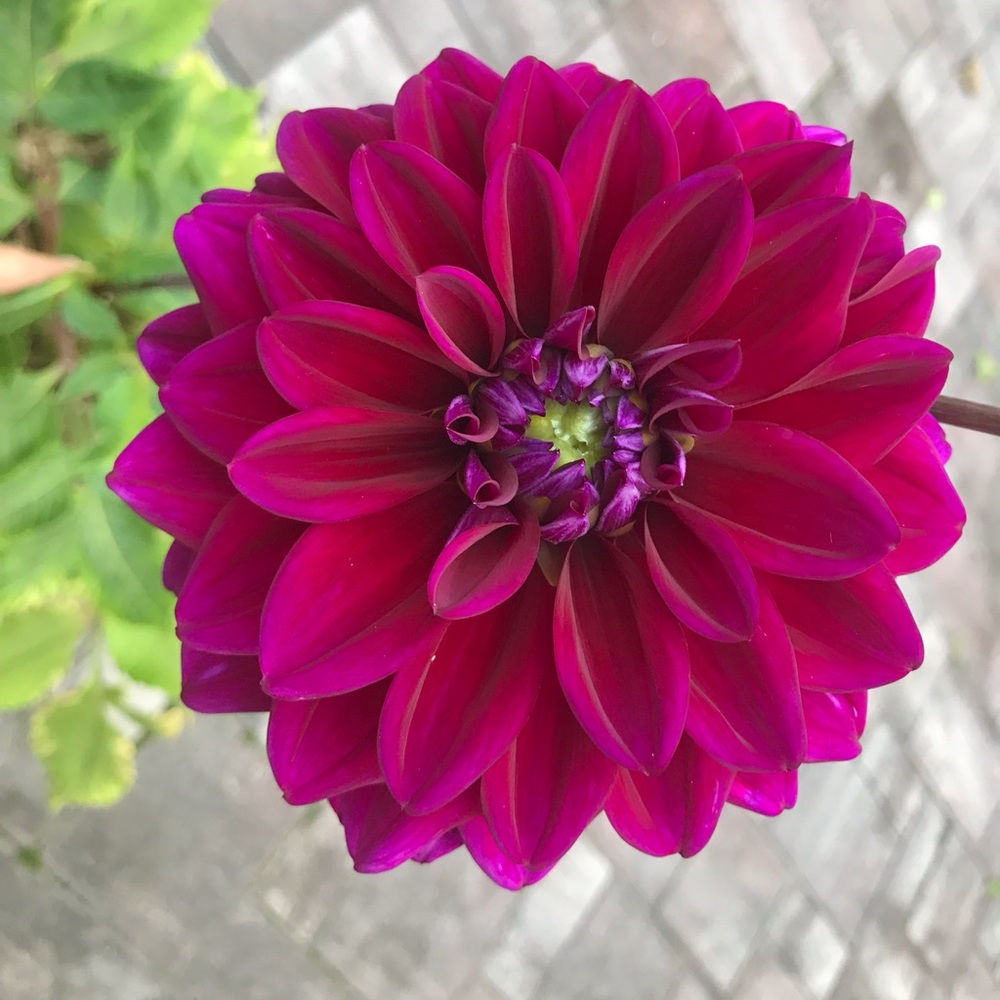 Meet your Posher, Alex